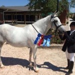 Carol Mejia, trainer at White Rose Equestrian