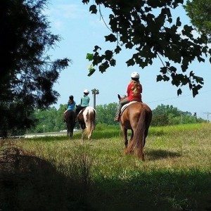 summer camp white rose