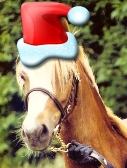 what to buy your horse for christmas