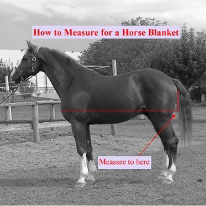 How to measure a horse blanket