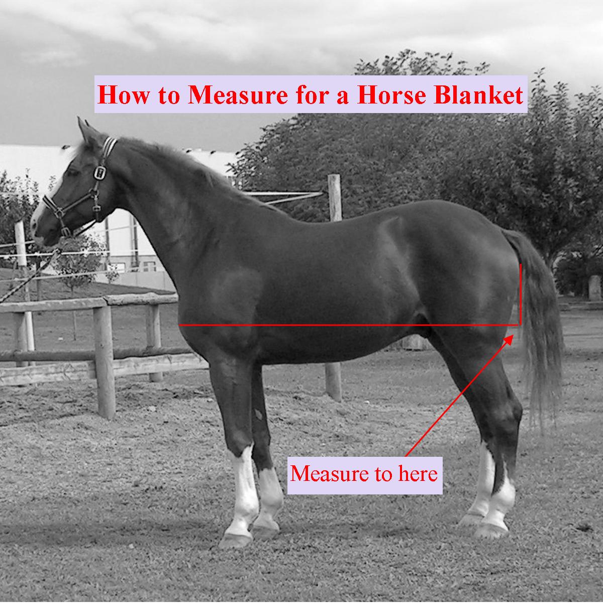 How To Measure A Horse For A Rug Australia
