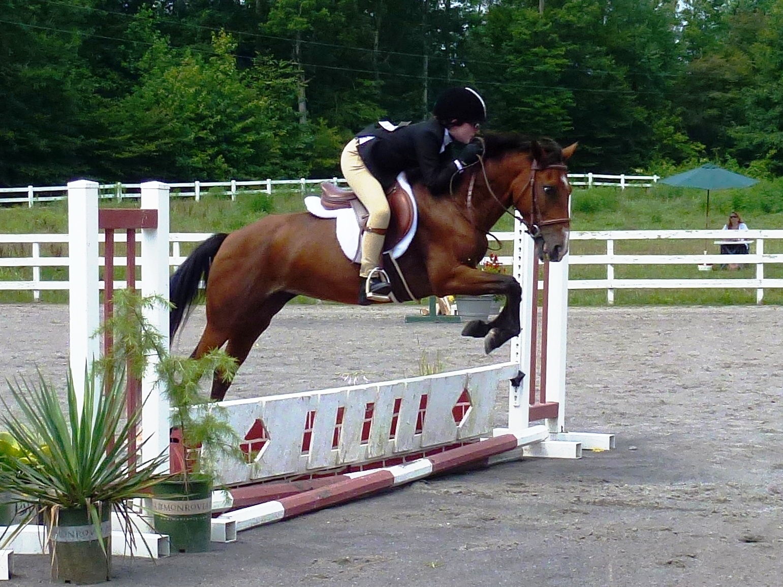 Jelly Bean, Hunt Seat Jumping