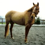 Chestnut mare with stripe, snip, and white pastern
