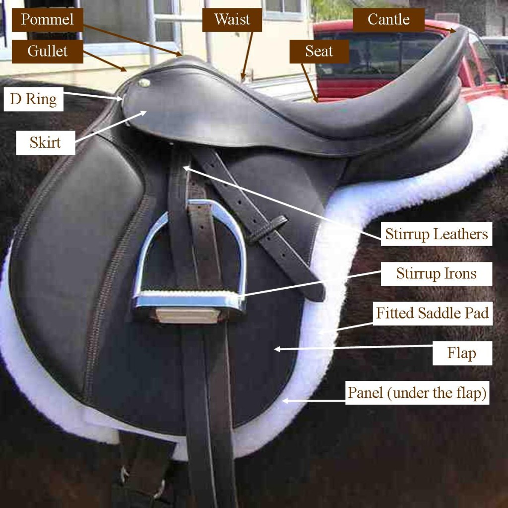 Parts of a Saddle, Horse Equipment