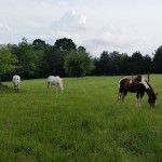28 acres of beautiful pastures