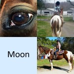 Moon horse for lease