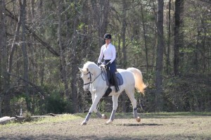 Schooling Dressage Shows