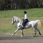 schooling dressage at White Rose Equestrian