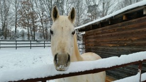 Horse in the snow