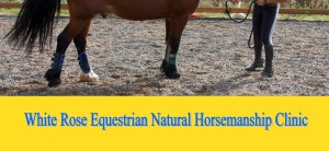 natural horsemanship